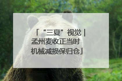 “三夏”视觉｜孟州麦收正当时 机械减损保归仓