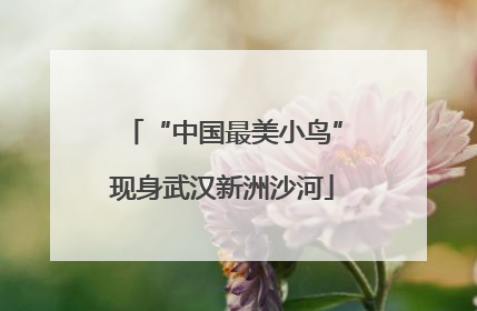 “中国最美小鸟”现身武汉新洲沙河