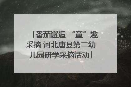 番茄邂逅 “童”趣采摘 河北唐县第二幼儿园研学采摘活动