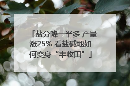 盐分降一半多 产量涨25% 看盐碱地如何变身“丰收田”