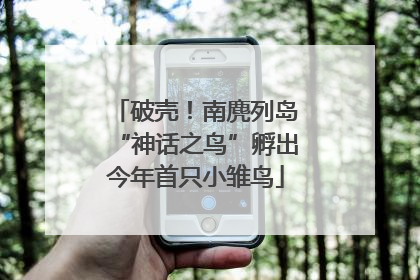 破壳！南麂列岛“神话之鸟”孵出今年首只小雏鸟