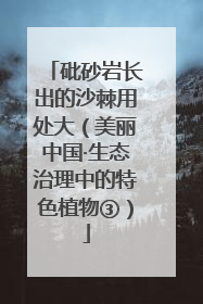 砒砂岩长出的沙棘用处大（美丽中国·生态治理中的特色植物③）