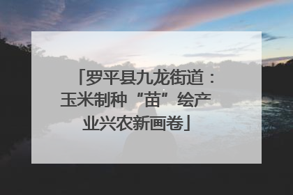 罗平县九龙街道：玉米制种“苗”绘产业兴农新画卷