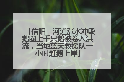 信阳一河道涨水冲毁鹅圈上千只鹅被卷入洪流，当地蓝天救援队一小时赶鹅上岸
