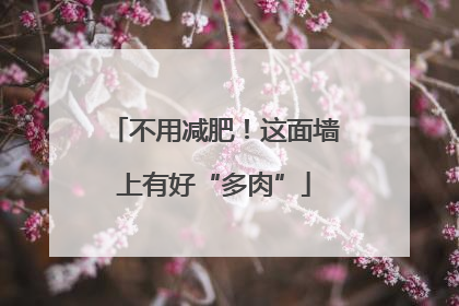 不用减肥！这面墙上有好“多肉”