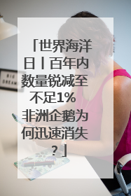 世界海洋日丨百年内数量锐减至不足1% 非洲企鹅为何迅速消失？