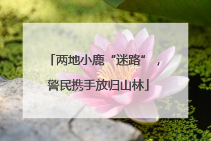 两地小鹿“迷路”，警民携手放归山林
