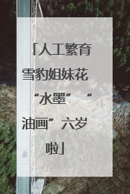 人工繁育雪豹姐妹花“水墨”“油画”六岁啦