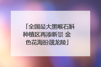 全国最大黑喉石斛种植区再添新景 金色花海扮靓龙陵