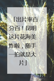 出片率百分百！昆明这片花海美炸啦，随手一拍就是大片