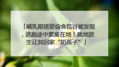 哺乳期猪獾偷食苞谷被发现，逃跑途中累瘫在地！就地放生让其回家“奶孩子”