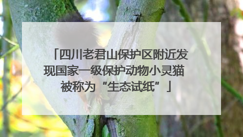 四川老君山保护区附近发现国家一级保护动物小灵猫 被称为“生态试纸”