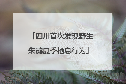 四川首次发现野生朱鹮夏季栖息行为