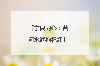 宁夏同心：黄河水润枸杞红