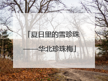 夏日里的雪珍珠——华北珍珠梅