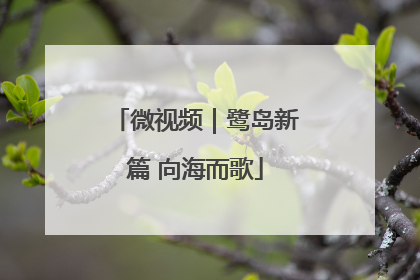 微视频｜鹭岛新篇 向海而歌