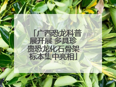 广西恐龙科普展开展 多具珍贵恐龙化石骨架标本集中亮相