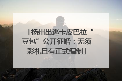 扬州出逃卡皮巴拉“豆包”公开征婚：无须彩礼且有正式编制