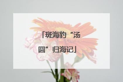 斑海豹“汤圆”归海记