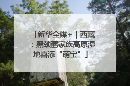 新华全媒+｜西藏：黑颈鹤家族高原湿地喜添“萌宝”