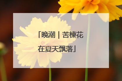 晚潮｜苦楝花在夏天飘落