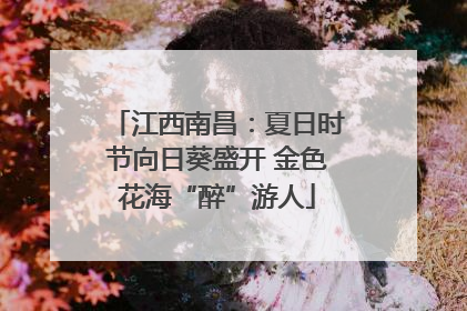 江西南昌：夏日时节向日葵盛开 金色花海“醉”游人