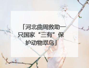 河北曲周救助一只国家“三有”保护动物翠鸟