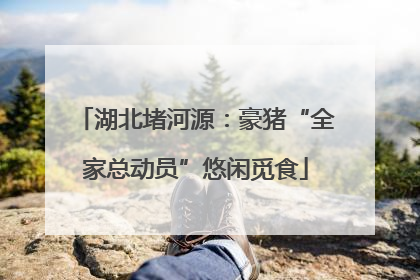 湖北堵河源：豪猪“全家总动员”悠闲觅食