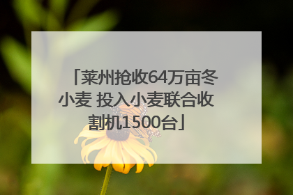 莱州抢收64万亩冬小麦 投入小麦联合收割机1500台