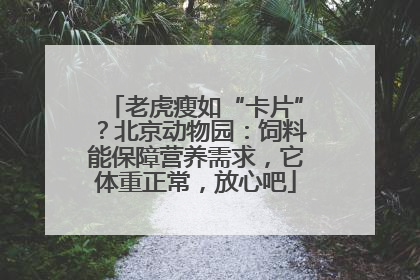 老虎瘦如“卡片”？北京动物园：饲料能保障营养需求，它体重正常，放心吧