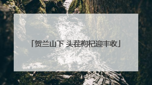 贺兰山下 头茬枸杞迎丰收