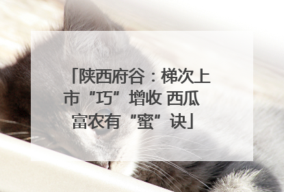 陕西府谷：梯次上市“巧”增收 西瓜富农有“蜜”诀