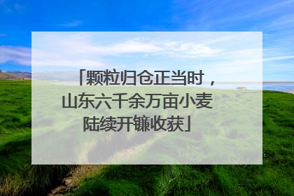 颗粒归仓正当时，山东六千余万亩小麦陆续开镰收获